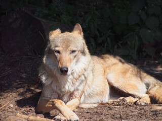 Wolf basking in the sun on the edge of the forest, portrait, close-up. The diversity of the animal world, predators living on the planet.