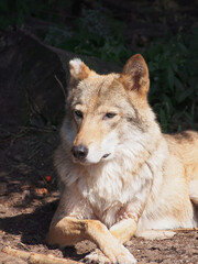 Wolf basking in the sun on the edge of the forest, portrait, close-up. The diversity of the animal world, predators living on the planet.