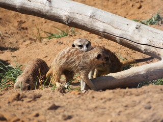 Obraz premium Meerkats, mongoose family, colony life, close-up. The diversity of the animal world, mammals living on the planet.