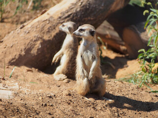 Meerkats, mongoose family, colony life, close-up. The diversity of the animal world, mammals living on the planet.