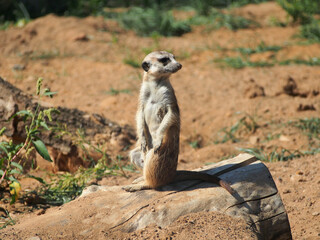 Meerkats, mongoose family, colony life, close-up. The diversity of the animal world, mammals living on the planet.