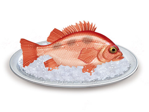 s&eacute;baste, poisson, plateau, glace pil&eacute;, fra&icirc;cheur, frais, p&ecirc;che, aliment, mer, animal, ailette, sain, queue, fond blanc, attraper, repas, cuisiner, plat, viande