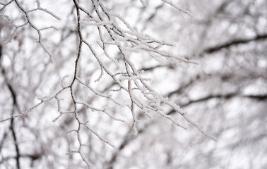 Frost on the branches. Winter in nature. Close-up of ice crystals. White branches of trees in frosty weather.