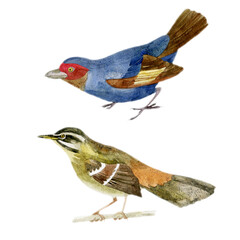 Watercolor illustration, set. Birds. Watercolor hand drawing. Sketch.
