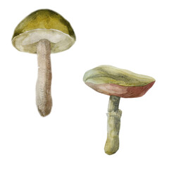 Watercolor illustration, image of mushrooms, set. Hand drawn watercolor.
