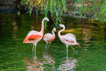 Pink flamingo in water