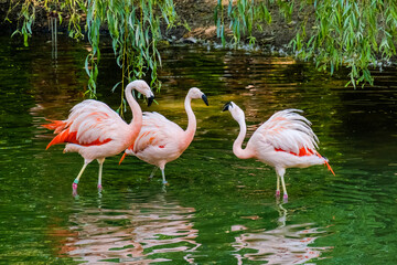 Pink flamingo in water