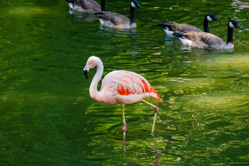 Pink flamingo in water