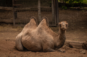 Brown camel on dirty floor in dark summer hot day