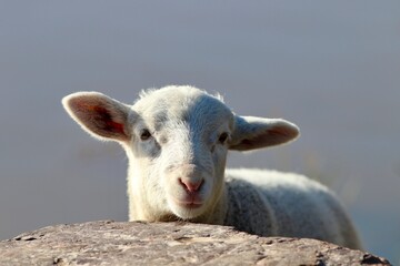 Obraz premium Hand raised lamb Toby