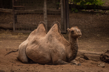 Brown camel on dirty floor in dark summer hot day