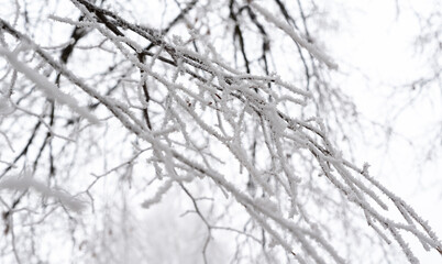 Frost on the branches. Winter in nature. Close-up of ice crystals. White branches of trees in frosty weather.