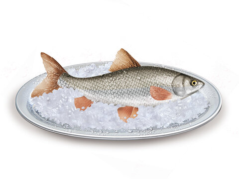 vandoise, poisson, plateau, glace pil&eacute;, fra&icirc;cheur, frais, p&ecirc;che, aliment, mer, animal, ailette, sain, queue, fond blanc, attraper, repas, cuisiner, plat, viande