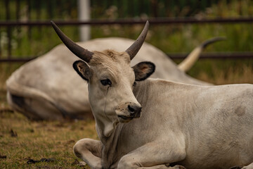White long horn cow on dry grass in dark cloudy day