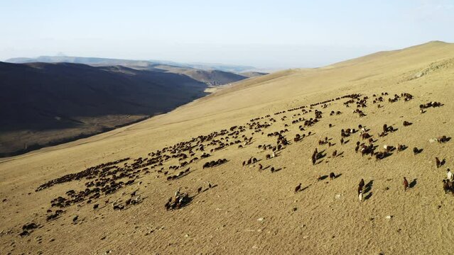 Aerial view of herd of sheep in Igdir. 4K footage in Turkey