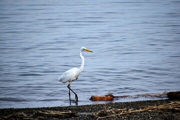 白鷺、琵琶湖、びわ湖、湖西、高島市、滋賀県、滋賀県観光