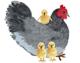 Poultry farming, Watercolor farm animals with transparent background