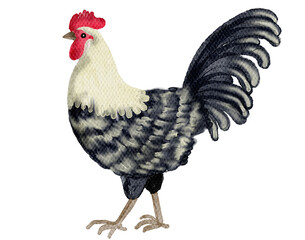 Poultry farming, Watercolor farm animals with transparent background