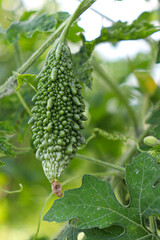 bitter melon stock on farm