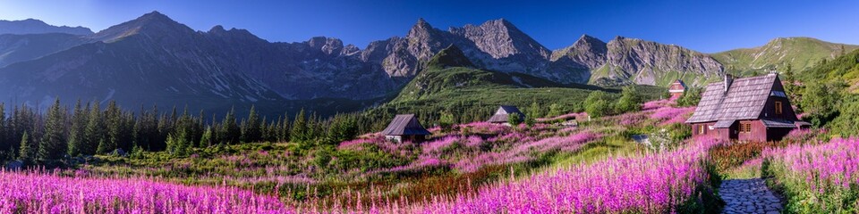 Fototapeta Hala Gąsienicowa w Tatrach Polskich - kwitnąca Wierzbówka Kiprzyca obraz
