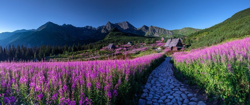 Fototapeta Hala Gąsienicowa w Tatrach Polskich - kwitnąca Wierzbówka Kiprzyca