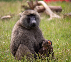 baboon sitting on the ground