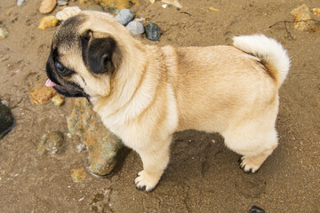 young pug puppy on the sand