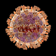 Fototapeta premium Langya virus, 3D illustration