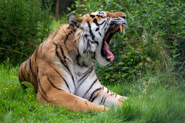 Fototapeta premium tiger in the grass