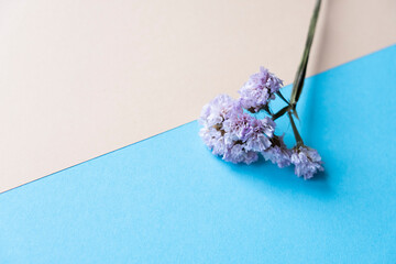a branch of lilac dried flowers on a blue and beige background, free space. composition minimalism. Flowers on the background