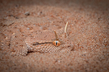 close up of a desert viper or Arabian horned viper  