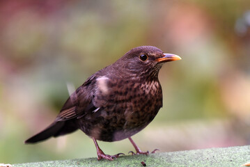 Amsel an Futterplatz