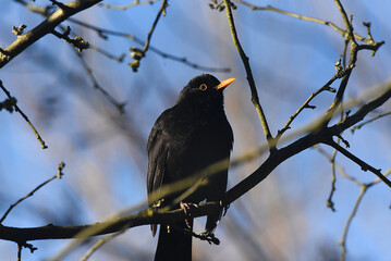 Amsel
