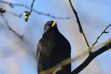 Amsel