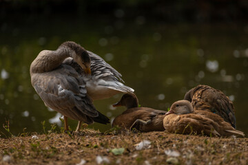 White special duck near dirty water lake in summer dry day