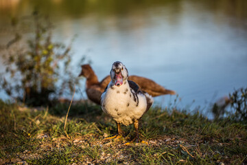 Ducks walking near lake. Animal portrait close up.	
