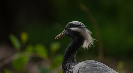 Gray heron near green lake in summer sunny day
