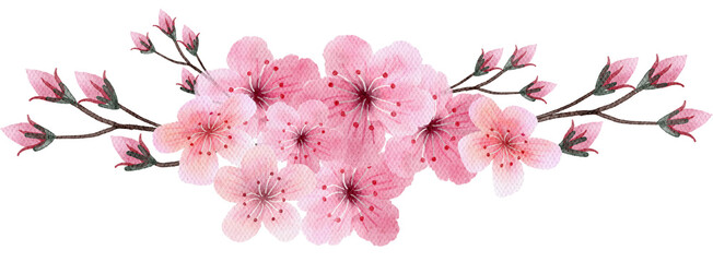 Cherry blossoms watercolor with transparent background