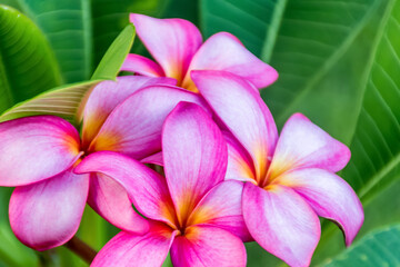 Beautiful pink frangipani known as plumeria in a full bloom close up. Nature tropical flower...