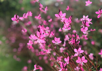 Pink blossom flowers closeup in spring blurred background image