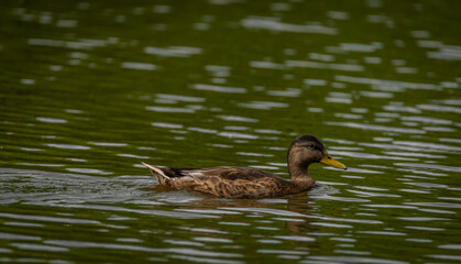 Brown duck near dirty water lake in summer dry day