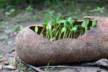 bottle gourd small tree stock
