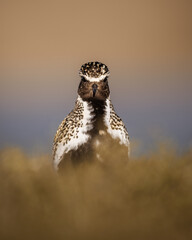 Golden plover with  eye-contact