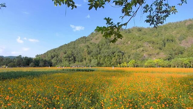 Jinyun Xiandu Scenic Spot, Zhejiang, China, Gesang Flower Sea, beautiful natural scenery.