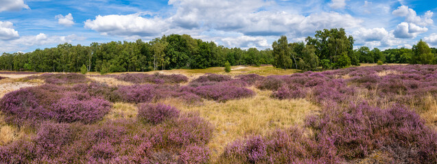 Hamburg, Germany. The nature reserve Boberger Niederung with heath in full blossom.