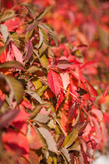 Naklejka na ściany i meble Red autumn grape leaves. Bright nature photo backgrounds.