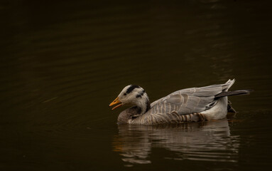 White special duck near dirty water lake in summer dry day