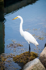 Great Egret in Menemsha