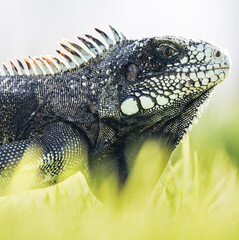 iguana closeup