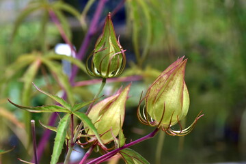 Knospen eines Chinesischen Roseneibischs © christiane65